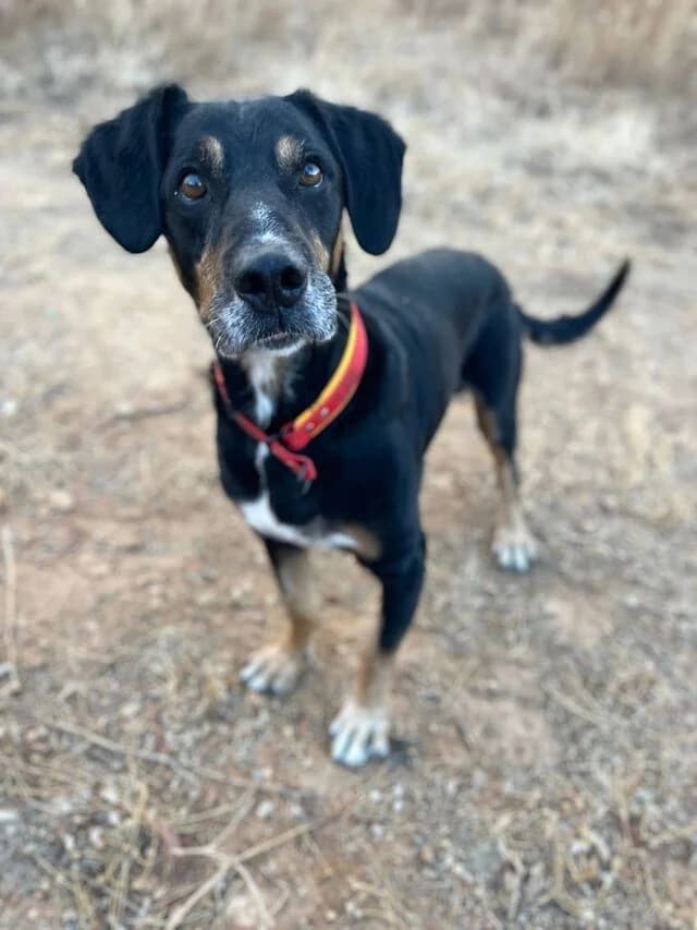 Drogo, male puppy Mixed Breed for adoption at Helfende Hände e.V.