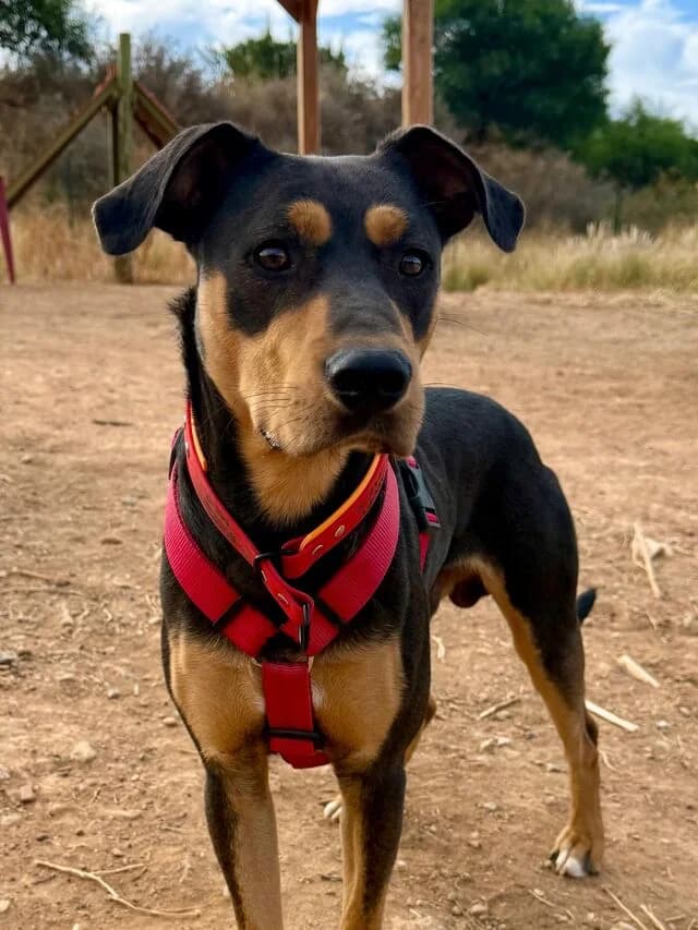 Robin, male puppy Mixed Breed for adoption at Helfende Hände e.V.