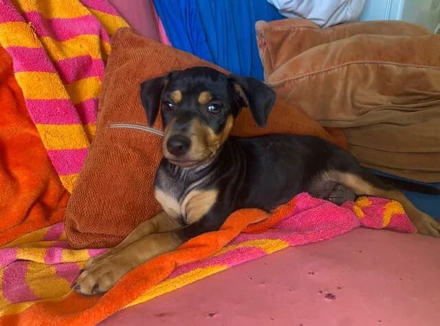 Toby, male puppy Mixed Breed for adoption at Helfende Hände e.V.