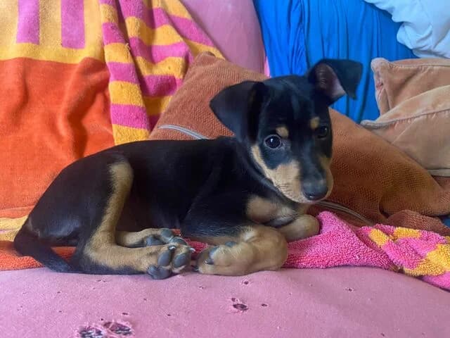 Pancho, male puppy Mixed Breed for adoption at Helfende Hände e.V.