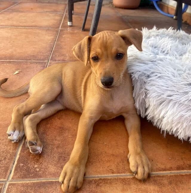 Miel, female puppy Mixed Breed for adoption at Helfende Hände e.V.