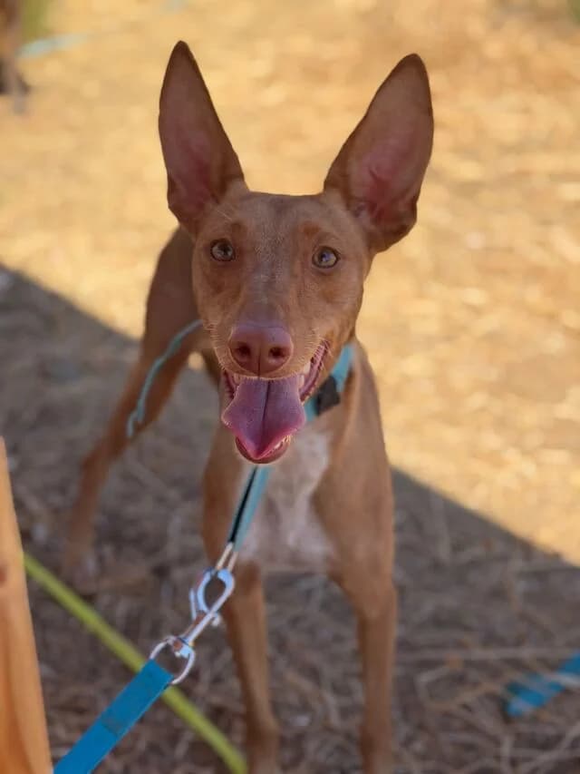 Sabrina, female puppy Podenco for adoption at Helfende Hände e.V.