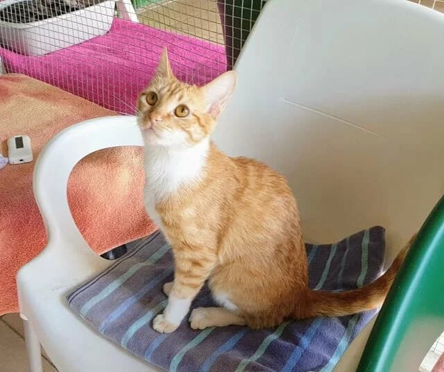 Cristi, female 5yo European Shorthair for adoption at Helfende Hände e.V.