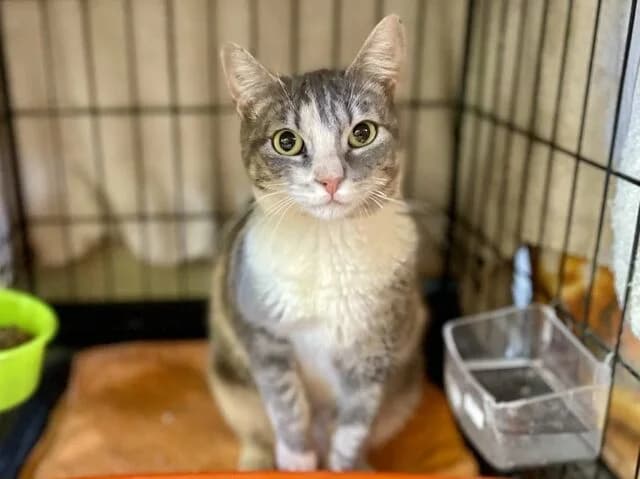 Rumba & Sparkle, female 5yo European Shorthair for adoption at Helfende Hände e.V.