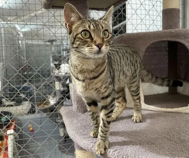 Vela, female European Shorthair for adoption at Helfende Hände e.V.