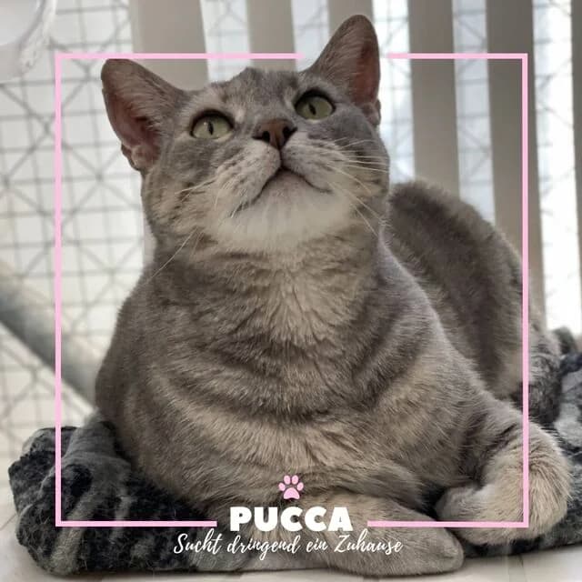 Pucca FelV+, female 4yo European Shorthair for adoption at Helfende Hände e.V.