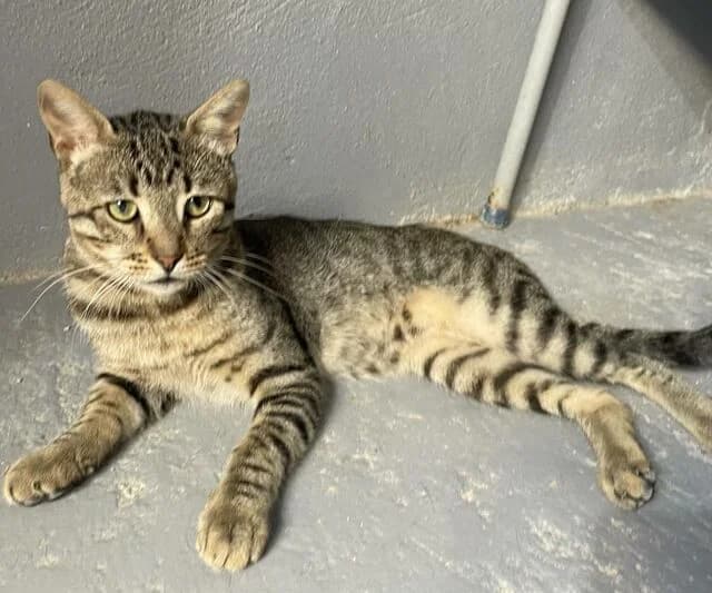 Tigre, male European Shorthair for adoption at Helfende Hände e.V.