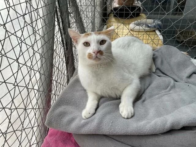 Manchito, male European Shorthair for adoption at Helfende Hände e.V.