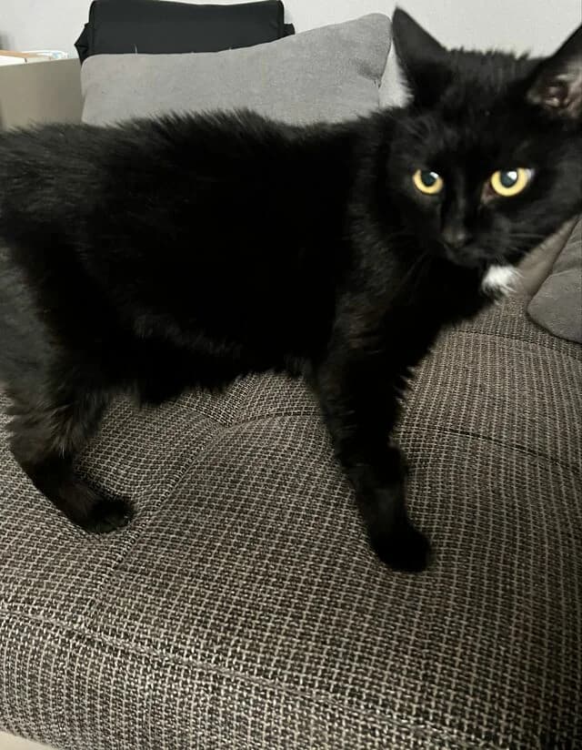 Luna & Lily (41749 Viersen), female senior Mixed Breed Cat for adoption at Helfende Hände e.V.