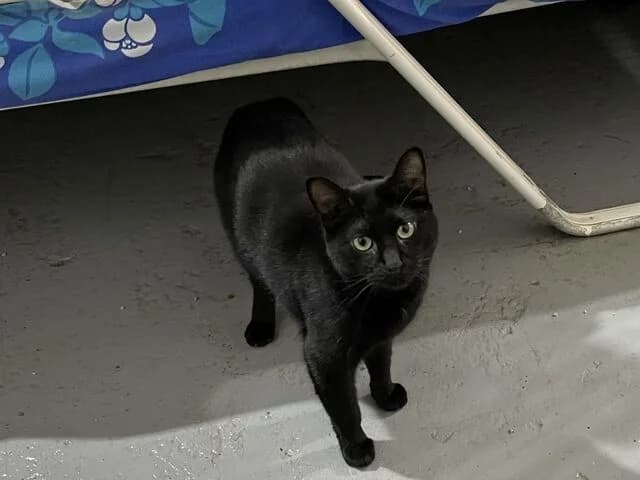 Sultan, male European Shorthair for adoption at Helfende Hände e.V.