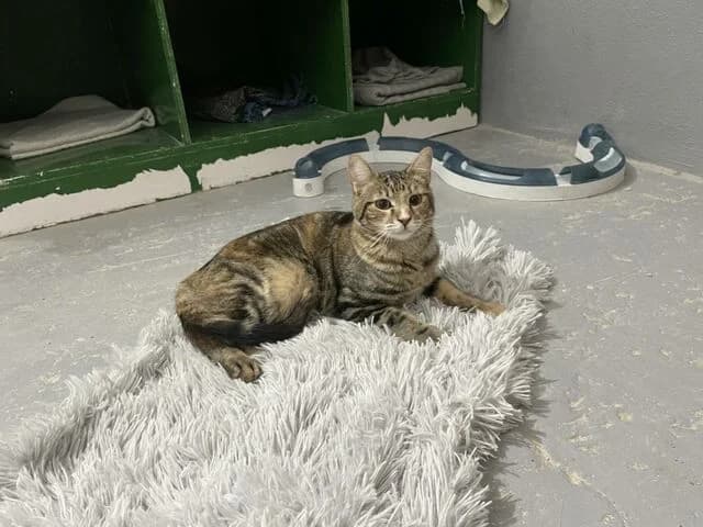 Nina, female European Shorthair for adoption at Helfende Hände e.V.