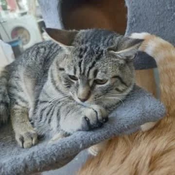 Zipi und Zape, male European Shorthair for adoption at Helfende Hände e.V.