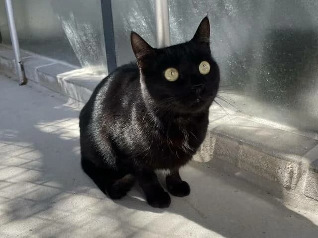 Lippy, female mixed breed for adoption at Helfende Hände e.V.