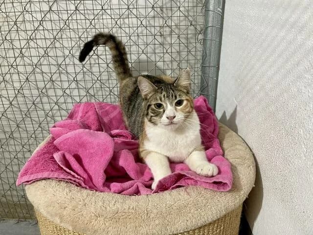 Leah, female 3yo European Shorthair for adoption at Helfende Hände e.V.