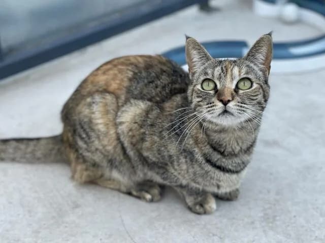 Tia & Tilly, female European Shorthair for adoption at Helfende Hände e.V.