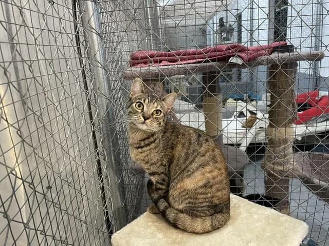 Roya, female 3yo European Shorthair for adoption at Helfende Hände e.V.