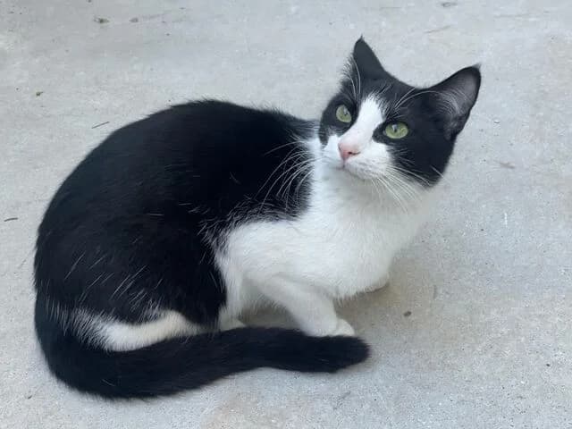 Axel, male European Shorthair for adoption at Helfende Hände e.V.