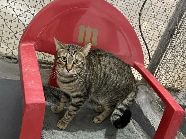 Simon, male European Shorthair for adoption at Helfende Hände e.V.