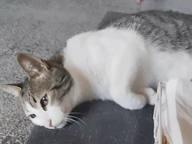 Chico, European Shorthair (Helfende Hände e.V.)