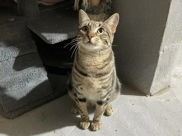 Morgan, European Shorthair (Helfende Hände e.V.)