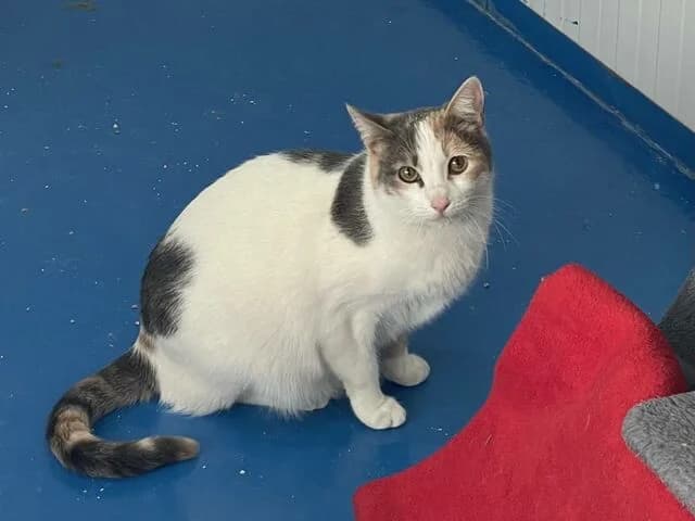 Denia, European Shorthair (Helfende Hände e.V.)