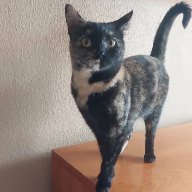 Almendra, European Shorthair (Helfende Hände e.V.)