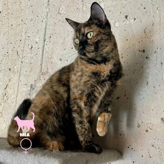 Mia,  (Helfende Hände e.V.)