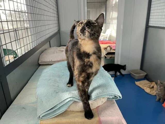 Spisa, European Shorthair (Helfende Hände e.V.)