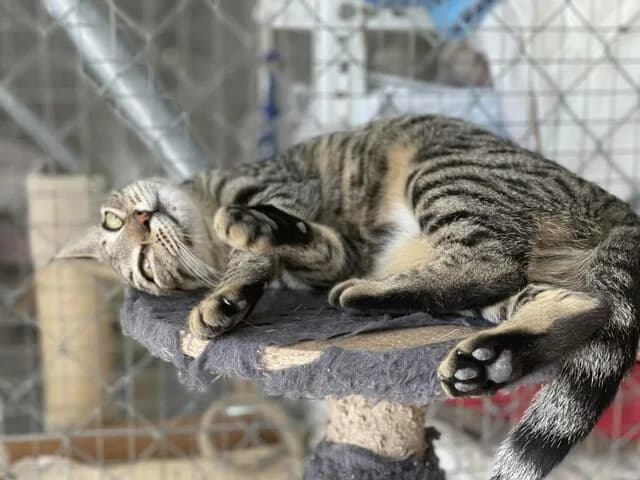 Buttercup, European Shorthair (Helfende Hände e.V.)