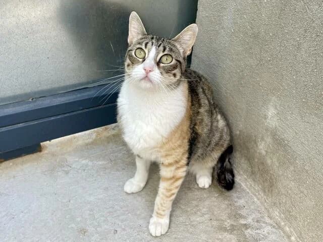 Hada, European Shorthair (Helfende Hände e.V.)