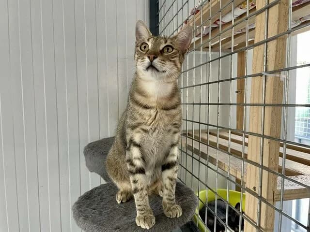 Itachi, European Shorthair (Helfende Hände e.V.)