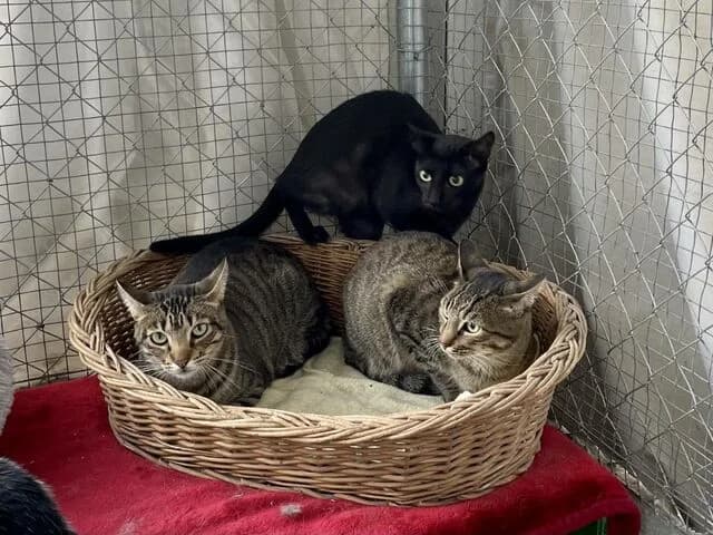 Lorena, European Shorthair (Helfende Hände e.V.)