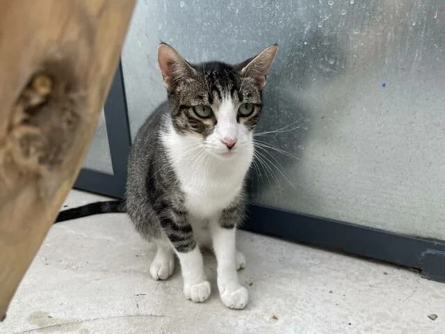 Mandy, European Shorthair (Helfende Hände e.V.)