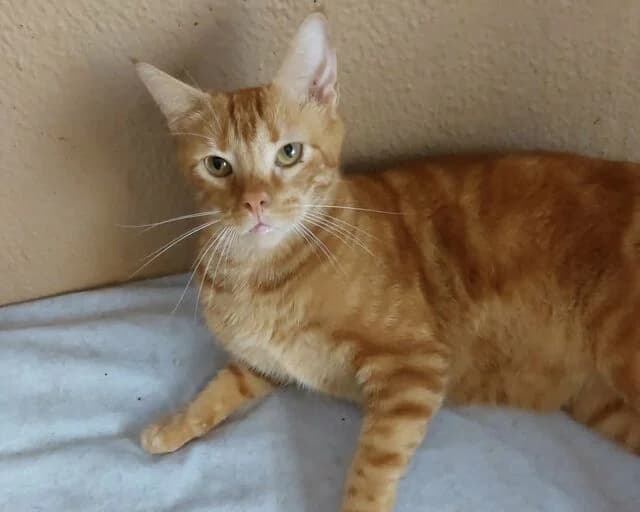 Pablo & Luis, European Shorthair (Helfende Hände e.V.)