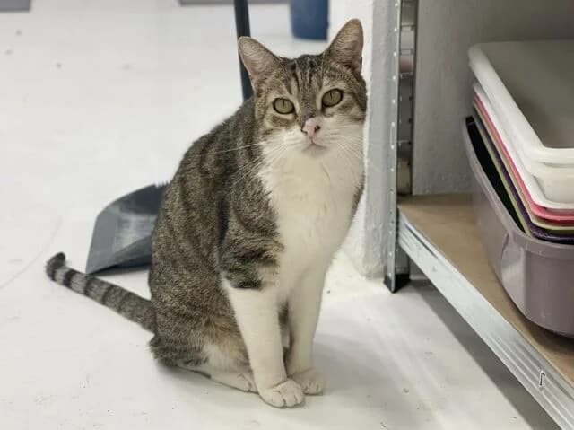 Jerry, European Shorthair (Helfende Hände e.V.)