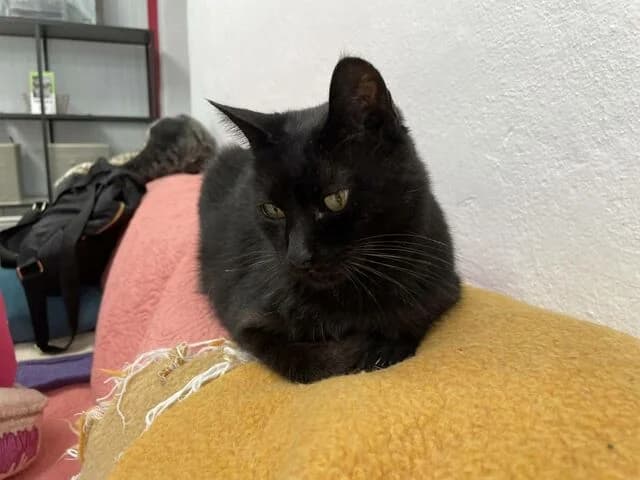 Caramba, European Shorthair (Helfende Hände e.V.)
