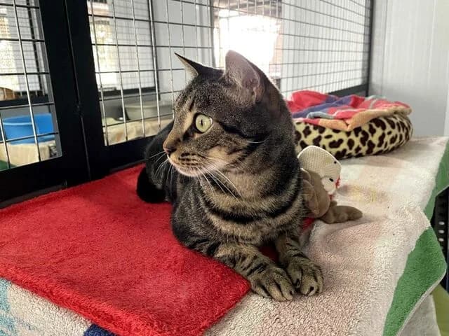 Rafa, European Shorthair (Helfende Hände e.V.)