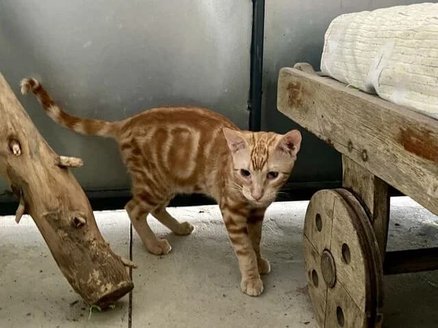 Dylan, European Shorthair (Helfende Hände e.V.)