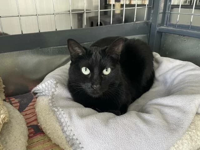 Famira, European Shorthair (Helfende Hände e.V.)