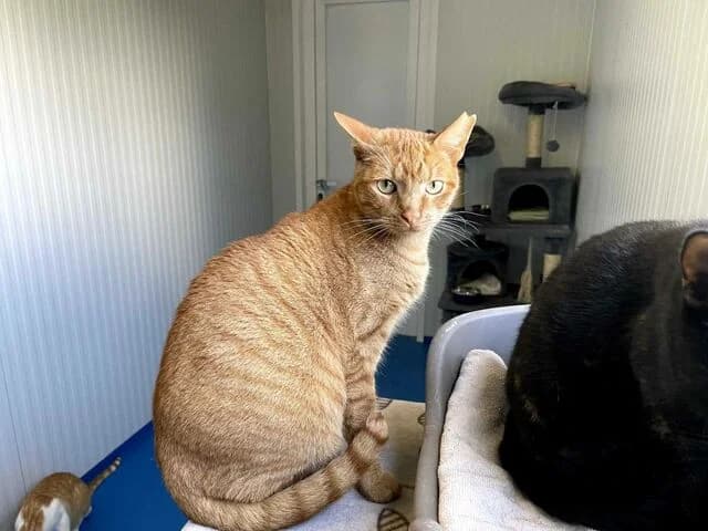 Brian, European Shorthair (Helfende Hände e.V.)