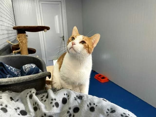 Robin, European Shorthair (Helfende Hände e.V.)