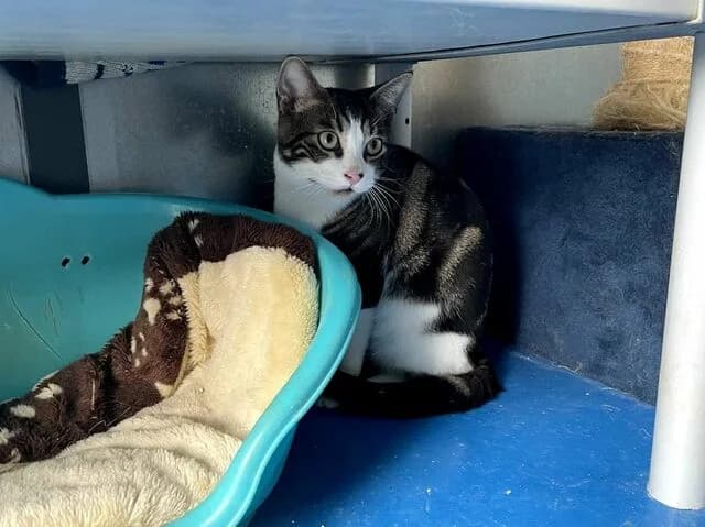 Miguelito, European Shorthair (Helfende Hände e.V.)