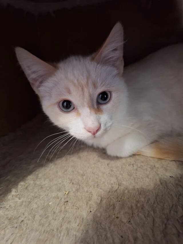 Moyo und Cala, European Shorthair (Helfende Hände e.V.)