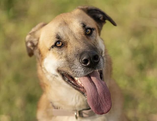 Penny, female German Shepherd for adoption at Helfende Hände e.V.