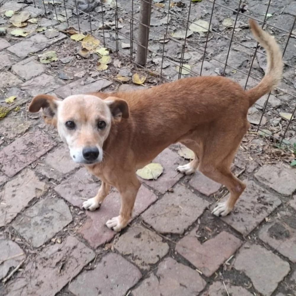 Ayla,  Mixed Breed for adoption at Help For Strays e.V. - Animal Hope Riska Belgrad