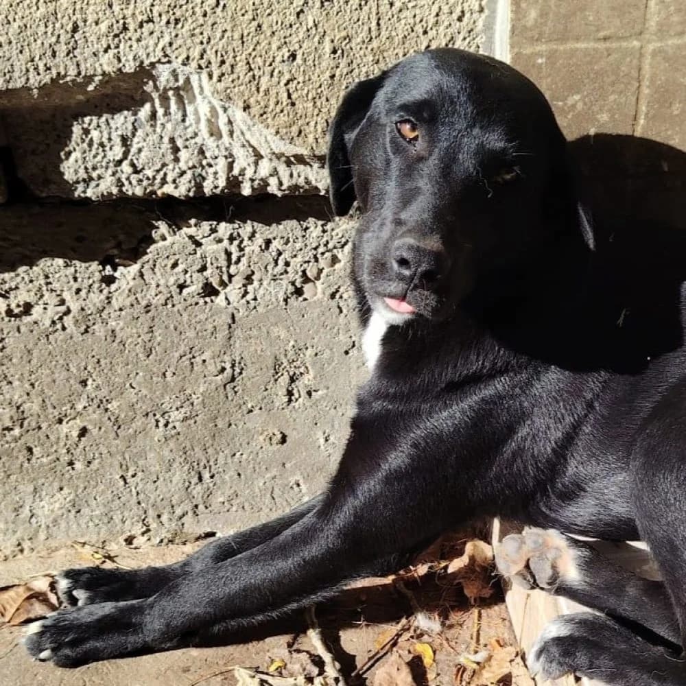 Bobby,  puppy Labrador Retriever for adoption at Help For Strays e.V. - Animal Hope Riska Belgrad, Aachen