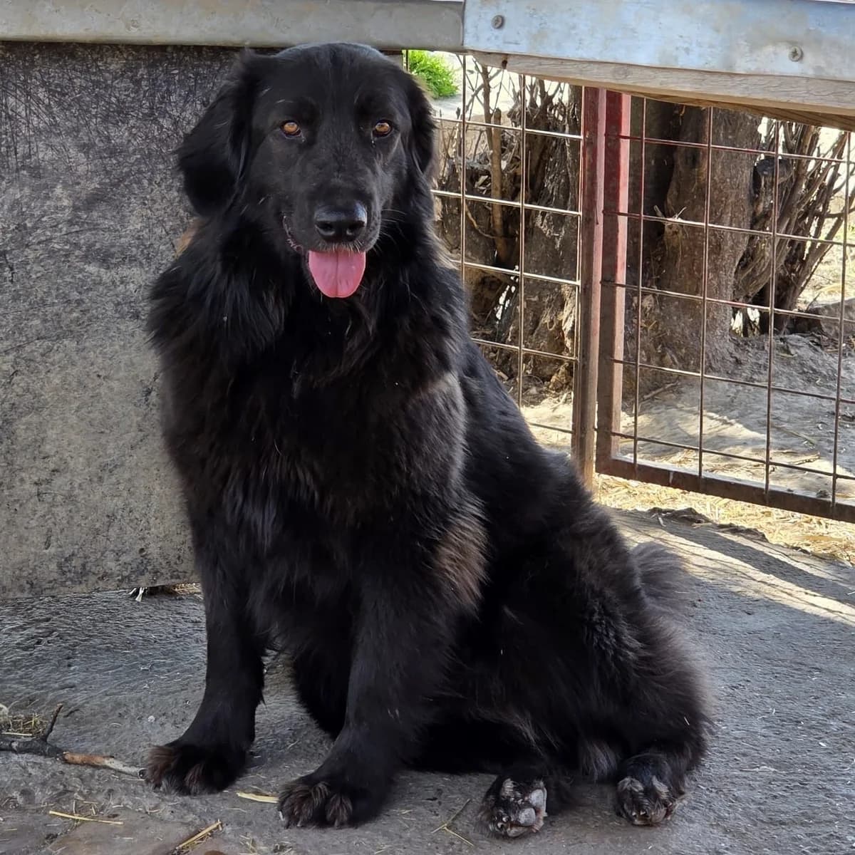 Cally,  Mixed Breed for adoption at Help For Strays e.V. - Animal Hope Riska Belgrad