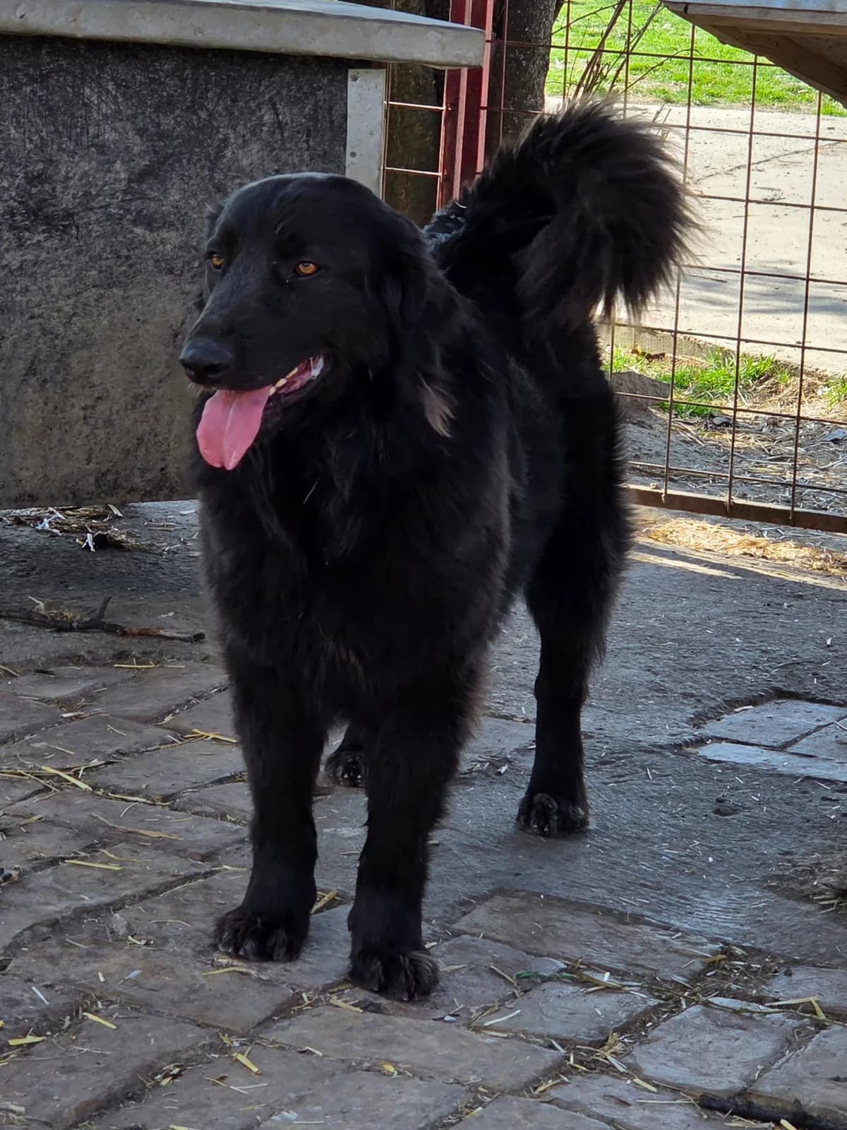 Cally,  Mixed Breed for adoption at Help For Strays e.V. - Animal Hope Riska Belgrad — photo 4 of 10