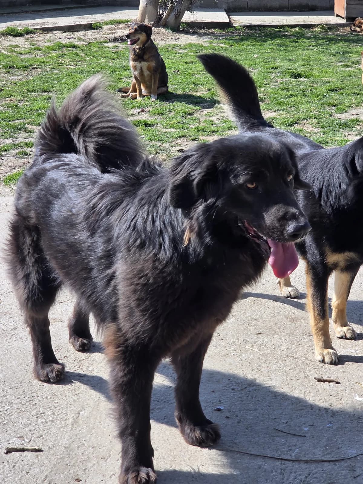 Cally,  Mixed Breed for adoption at Help For Strays e.V. - Animal Hope Riska Belgrad — photo 5 of 10