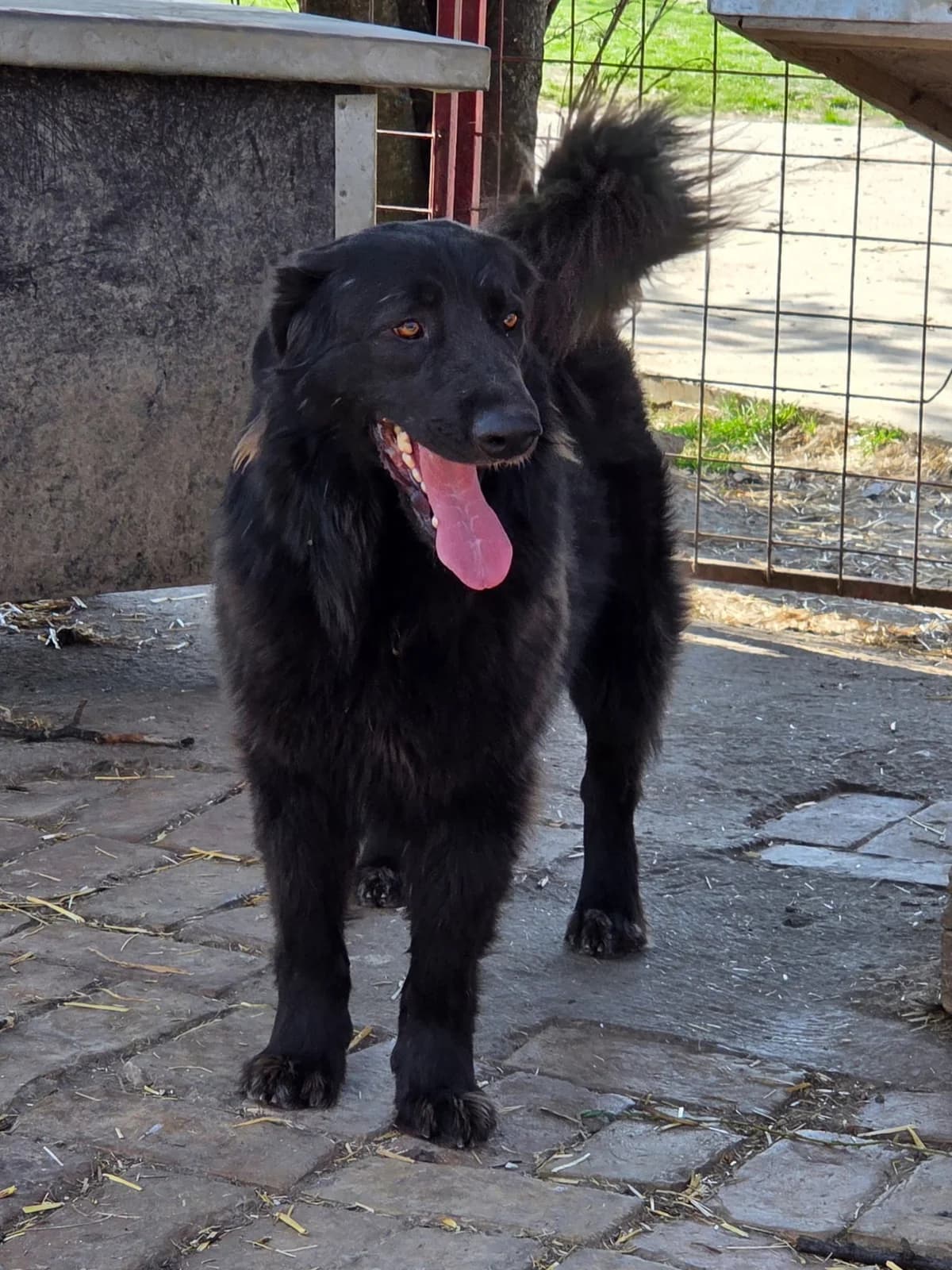 Cally,  Mixed Breed for adoption at Help For Strays e.V. - Animal Hope Riska Belgrad — photo 6 of 10